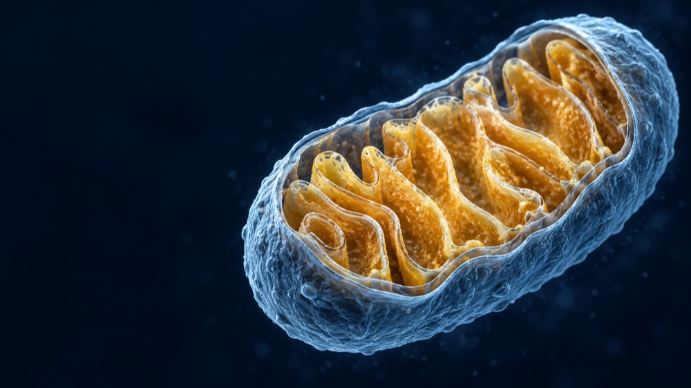 Conceptual cutaway mitochondrion with a blue surface and gold internal folds; not a micrograph or treatment-effect image.